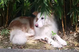 618值得买的养狗好物！养狗人理智囤货+老年犬买什么图片