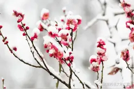 两当落雪增春色，寒梅迎春满枝头！图片
