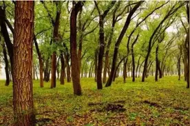 秦汉时期，为对付匈奴常在边关种榆树，啥原因？事实证明手段高明图片