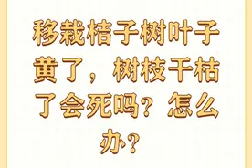 移栽桔子树叶子黄了，树枝干枯了会死吗？怎么办？图片