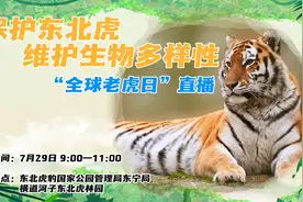 【#保护东北虎# 维护生物多样性】7月29日是#全球老虎日#视频封面