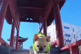 法斗滑板车😃视频封面