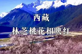 《非诚勿扰》里的旅行清单4【林芝桃花】#旅行#视频封面