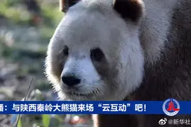 【正在直播：与陕西秦岭大熊猫来场“云互动”吧！视频封面