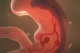 科学家用鼠皮肤细胞孕育出了小鼠早期胚胎

这种合成胚胎与真...视频封面