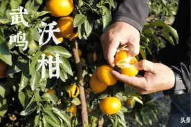 我们武鸣的沃柑，橙子和橘子杂交来的，辛苦种一年，才卖8块一斤视频封面