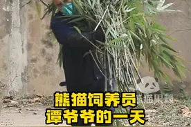 【#跟着谭爷爷走进熊猫饲养员的一天#】#熊猫守护者#数十年如一日的坚守，陪熊猫团子长大……今天，跟随成都大熊猫繁育研究基地饲养员“谭爷爷”的脚步，走进熊猫饲养员一天的工作。#第一视角rua熊猫是什么体验#（来源：新华社快看 熊猫果赖）#大熊猫和花#视频封面