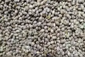 翅果油的功效你知道吗视频封面