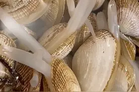 管儿很长，自己抓的蚬子慢慢养吐沙视频封面