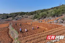 湖南江永：中药材种植成瑶民致富“良方”图片