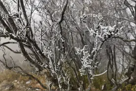 广西迎来2025年第一场雪图片