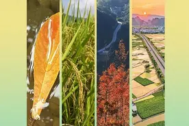 【二十四节气·处暑】露蝉声渐咽，秋日景初微图片