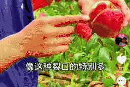 蒙阴蜜桃有几种“正确打开方式”？山东小伙现场直播测评图片