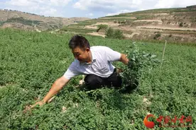 【重走西北角】刘金强：党参种植撑起幸福小家图片
