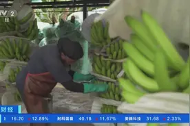 果实质量大打折扣、出口受阻…“香蕉之国”厄瓜多尔面临多重考验图片
