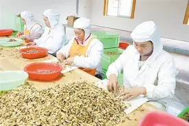 迤车镇：核桃加工有“钱”景图片