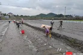 陵水产业转型升级③丨陵水农业转型升级新路：链式生长+向海而兴图片