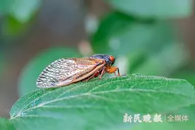 夜读 | 刘锦涛：蝉音如诉图片