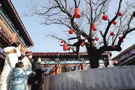 沧州这棵古槐承载着几百年的故事与传说图片