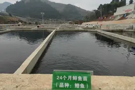 30余万尾鲟鱼撒欢咸安南川村生态水池图片