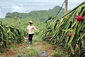武鸣区：火龙果持续采收忙图片