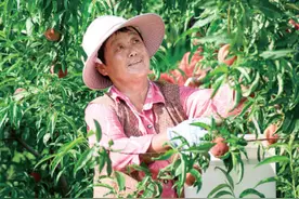 安徽省滁州市来安县张山镇仰山村：桃林引客 铺就共富路图片