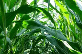 揭秘玉米丰收的科技密码：“密植高产精准调控技术”图片
