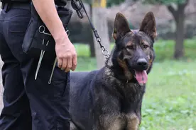 全国警犬技术比赛在京进行图片