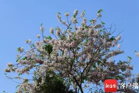 原创组图 | 樱花盛放 邂逅澄迈最美风情小镇图片