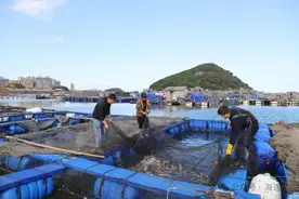鲜！“会叫的鱼”大量上市，福州人有口福了图片