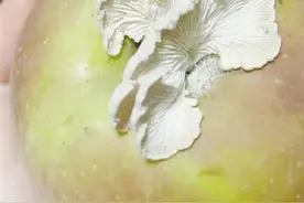 黄梅天家里苹果长出蘑菇 中科院博士：有研究价值图片