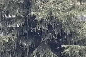 刚刚，贵阳下雪啦图片