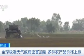 西红柿价格飙升700%？！全球多种农产品价格猛涨！竟是因为……图片