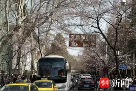 南京鸡鸣寺路樱花渐进花期，南京交警发出赏花提醒图片