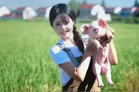 黑龙江女孩辞掉空姐工作，回家养猪！两个月赚20多万元，本人回应图片
