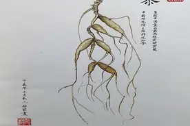 中药里的TA们，也有“三头六臂”→图片