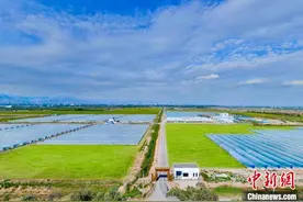 马来西亚华裔扎根宁夏 变“不毛地”成“绿色银行”图片