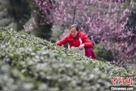 贵州凤冈：50万亩茶园春茶陆续开采图片