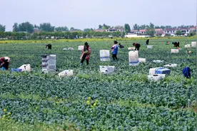 柘城“杨家菜园”蔬菜走出国门图片