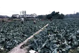 5万株西兰花苗长大“变”花椰菜，法院：“苗不对板”，卖家退款、赔偿图片