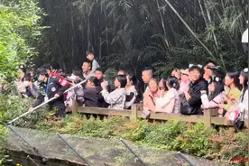 无人机追拍“和花”“和叶”后被击落，熊猫基地：园内禁止携带、使用无人机​图片