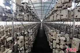 稻花香里说丰年丨延边州的丰收色彩里，藏着致富经图片