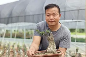 韶关始兴树石结合辟蹊径 盆景种出“新花样”图片