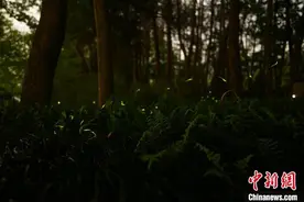 浙江青田“萤火虫经济”旺 点亮儿童“生态保护梦”图片