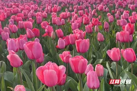 花草新闻社丨繁花怒放 长沙园林生态园举办春季花卉艺术节图片