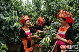 桂林大发瑶族乡：山楂树下好“丰”景 乡村振兴有盼头图片