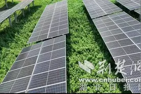 光伏板下种艾草 农民有了绿色“聚宝盆”图片