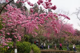 生态中国｜花开神州春意浓#(5)图片