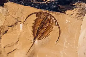 澄江化石地世界自然遗产古生物化石在国家自然博物馆展出图片