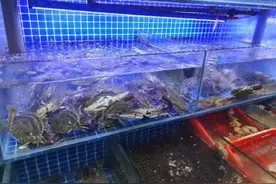 开渔一周梭子蟹价格几乎腰斩，比往年同期要贵些图片
